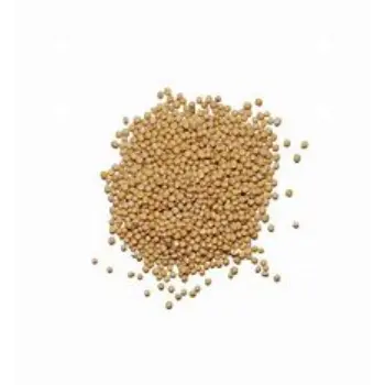 Yellow Mustard Seed