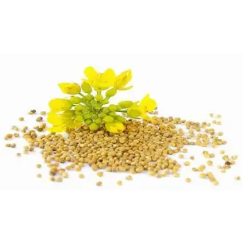 Yellow Mustard Seed