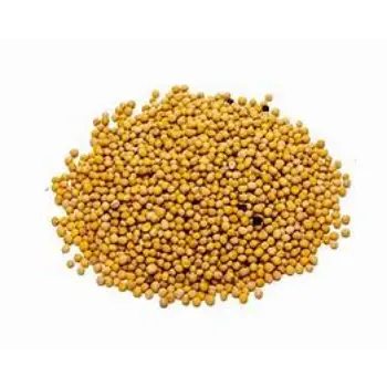 Fresh Yellow Mustard Seed