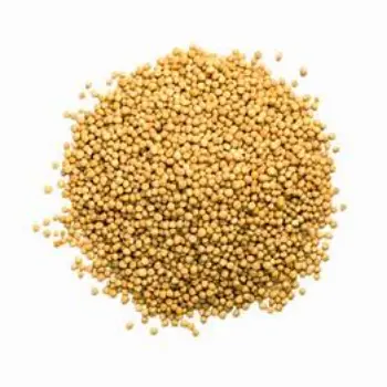 Yellow Mustard Seed