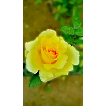 fresh Yellow Rose