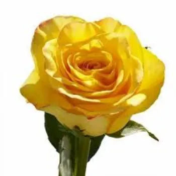 RAJESWARI NURSERY Yellow Rose