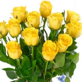 Roshni Agri forestry Yellow Rose