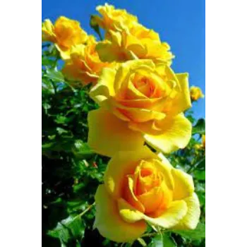 Fresh Yellow Rose