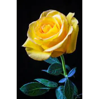  fresh  Yellow Rose