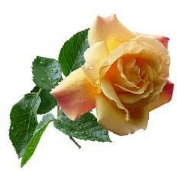fresh Yellow Rose
