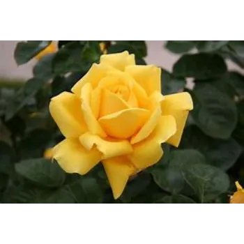  Yellow Rose