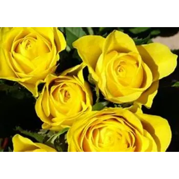 fresh Yellow Rose