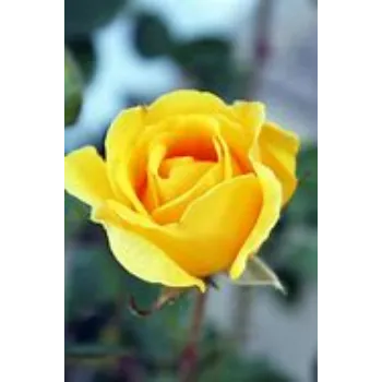 fresh Yellow Rose