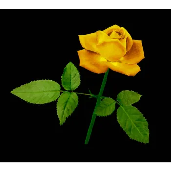 Yellow Rose