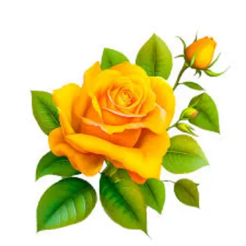 A.p. Flower Mart  Yellow Rose
