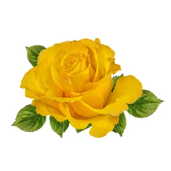 White Rose Yellow Rose