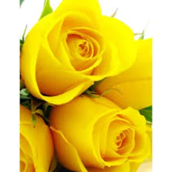 Natural Yellow Rose