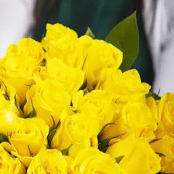 Yellow Rose
