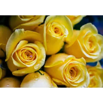 Organic  Yellow Rose