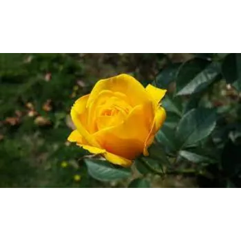 Yellow Roses