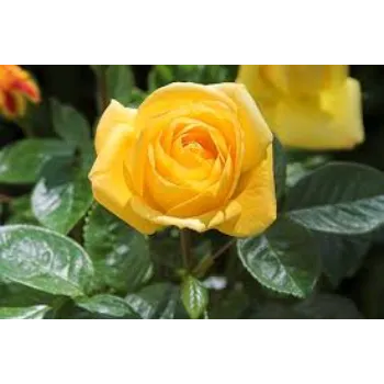 Organic Yellow Rose
