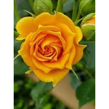 Organic Yellow Rose