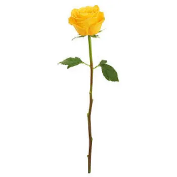 Fresh Yellow Rose 