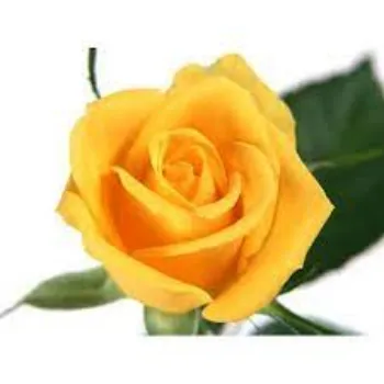 Fresh Yellow Rose 