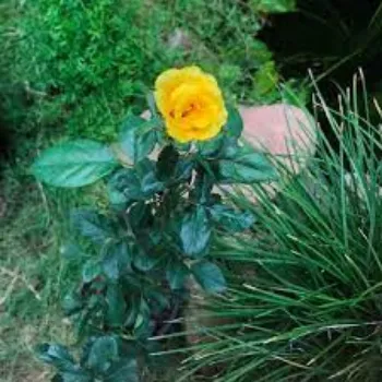 Organic Yellow Rose