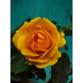 Organic Yellow Rose 
