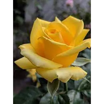 Natural Yellow Rose 