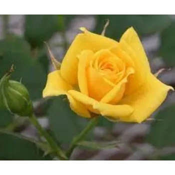 Fresh Yellow Rose