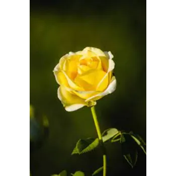 Natural Yellow Rose 