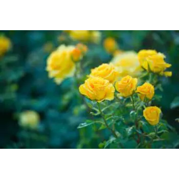 Fresh Yellow Rose 