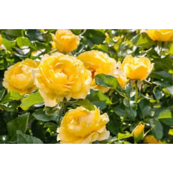 Fresh Yellow Rose