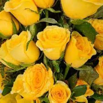 Fresh Yellow Rose