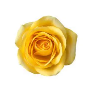 Organic Yellow  Rose