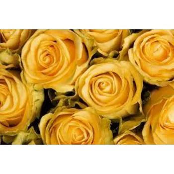 Fresh Yellow Rose