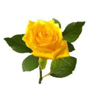 Natural Yellow Rose