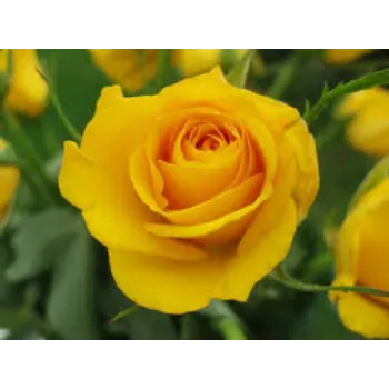 Organic Yellow Rose