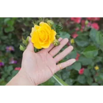Natural Yellow Rose
