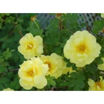 Fresh Yellow Rose