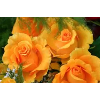  Yellow Roses