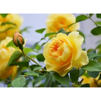 Fresh Yellow Rose