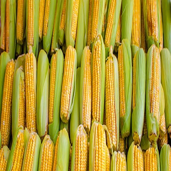 Maize Seed Exporter